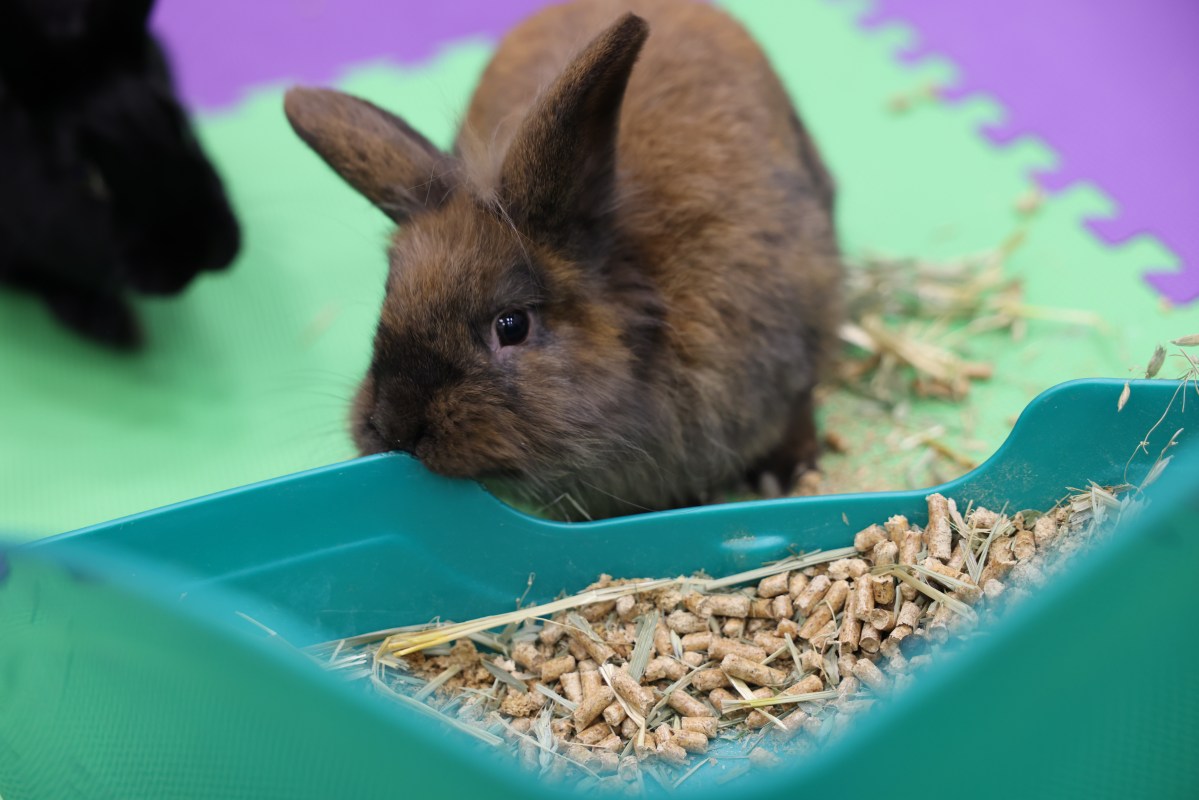 An application scenario or product detail of how often should you feed a bunny - Image 19