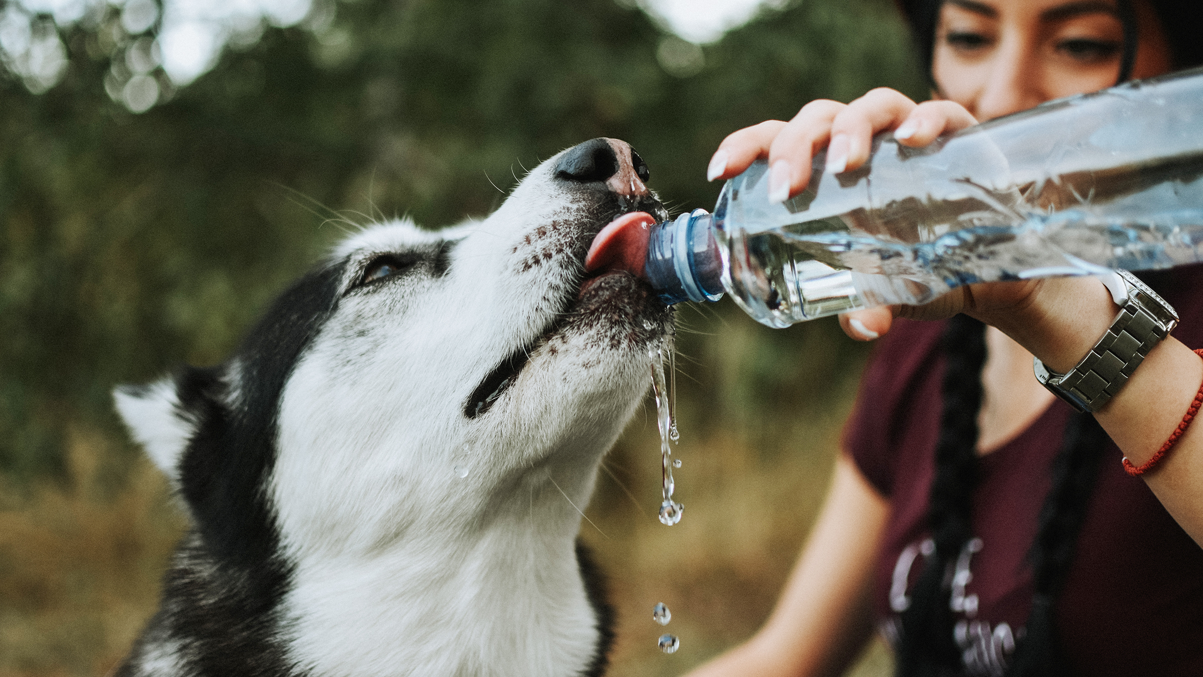An application scenario or product detail of how often should you give your dog water - Image 7