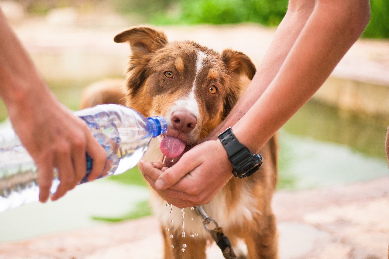 An application scenario or product detail of how often should you give your dog water - Image 16