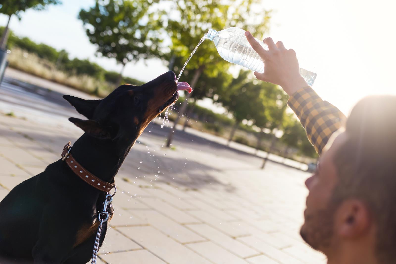 An application scenario or product detail of how often should you give your dog water - Image 17
