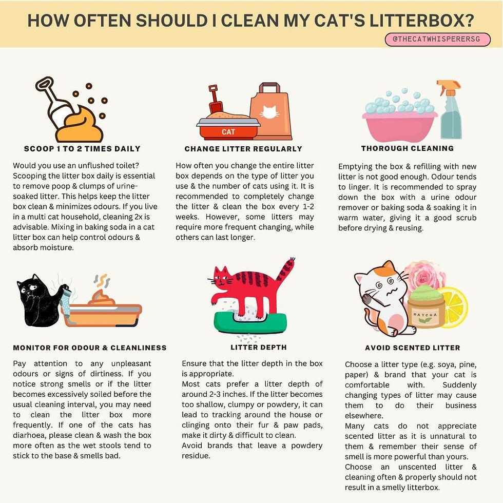 An application scenario or product detail of how often to change litter - Image 8