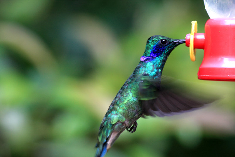 An application scenario or product detail of how often to change sugar water for hummingbirds - Image 10