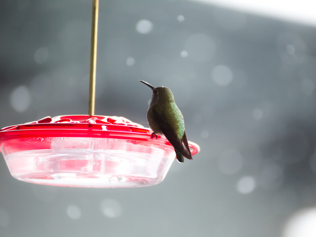 An application scenario or product detail of how often to change sugar water for hummingbirds - Image 11