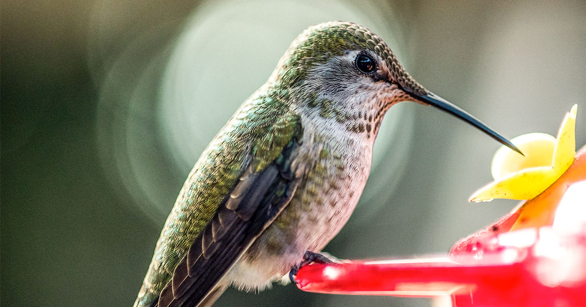 An application scenario or product detail of how often to change sugar water for hummingbirds - Image 21