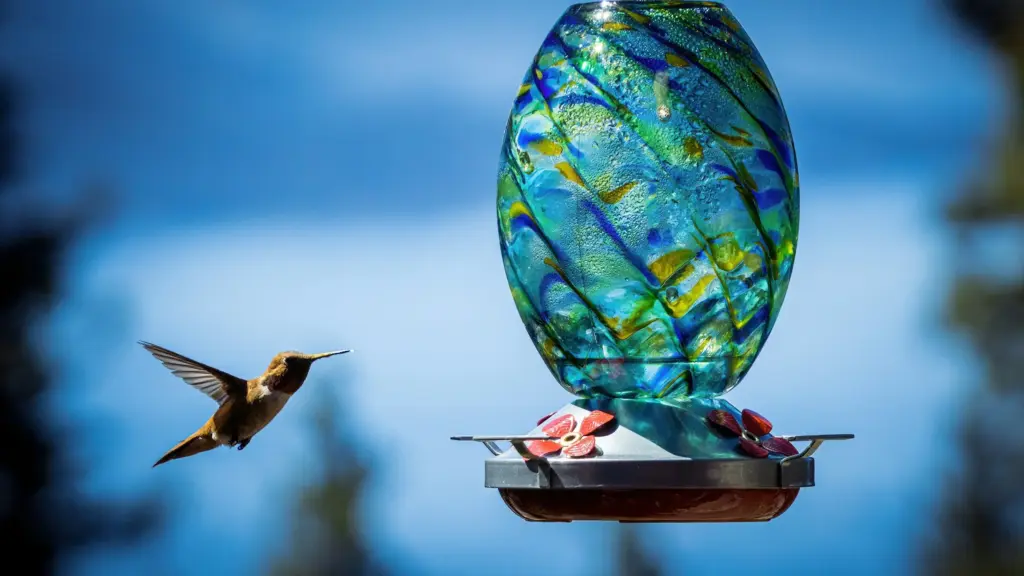 Featured image for the how often to change sugar water for hummingbirds guide