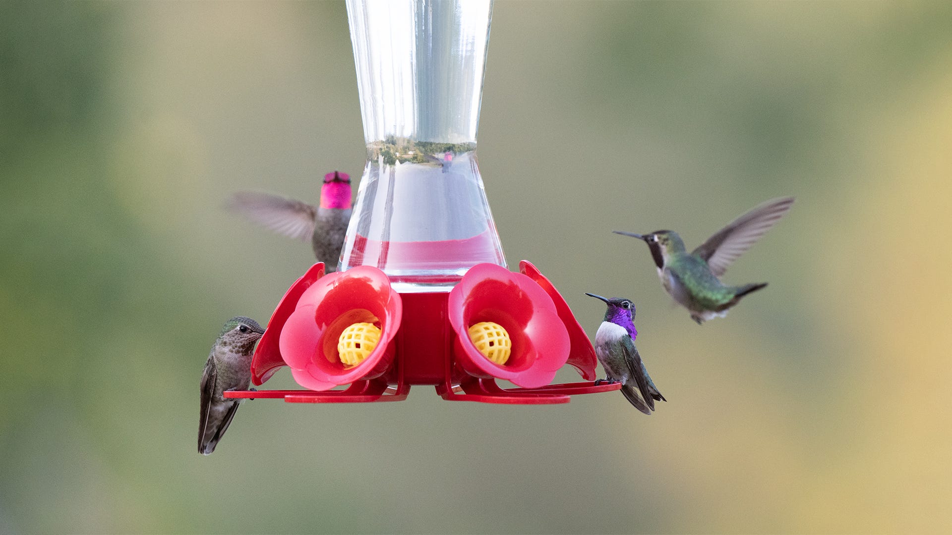 An application scenario or product detail of how often to clean hummingbird feeder - Image 8