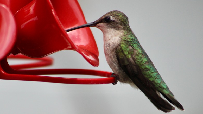 An application scenario or product detail of how often to clean hummingbird feeder - Image 9