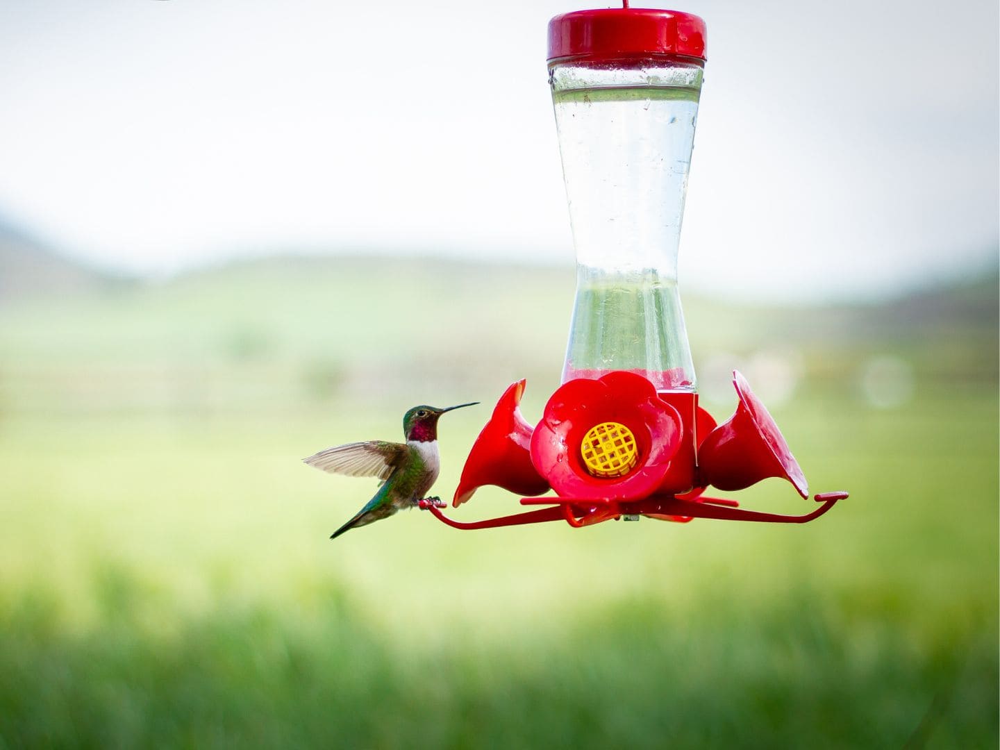 An application scenario or product detail of how often to clean hummingbird feeder - Image 12