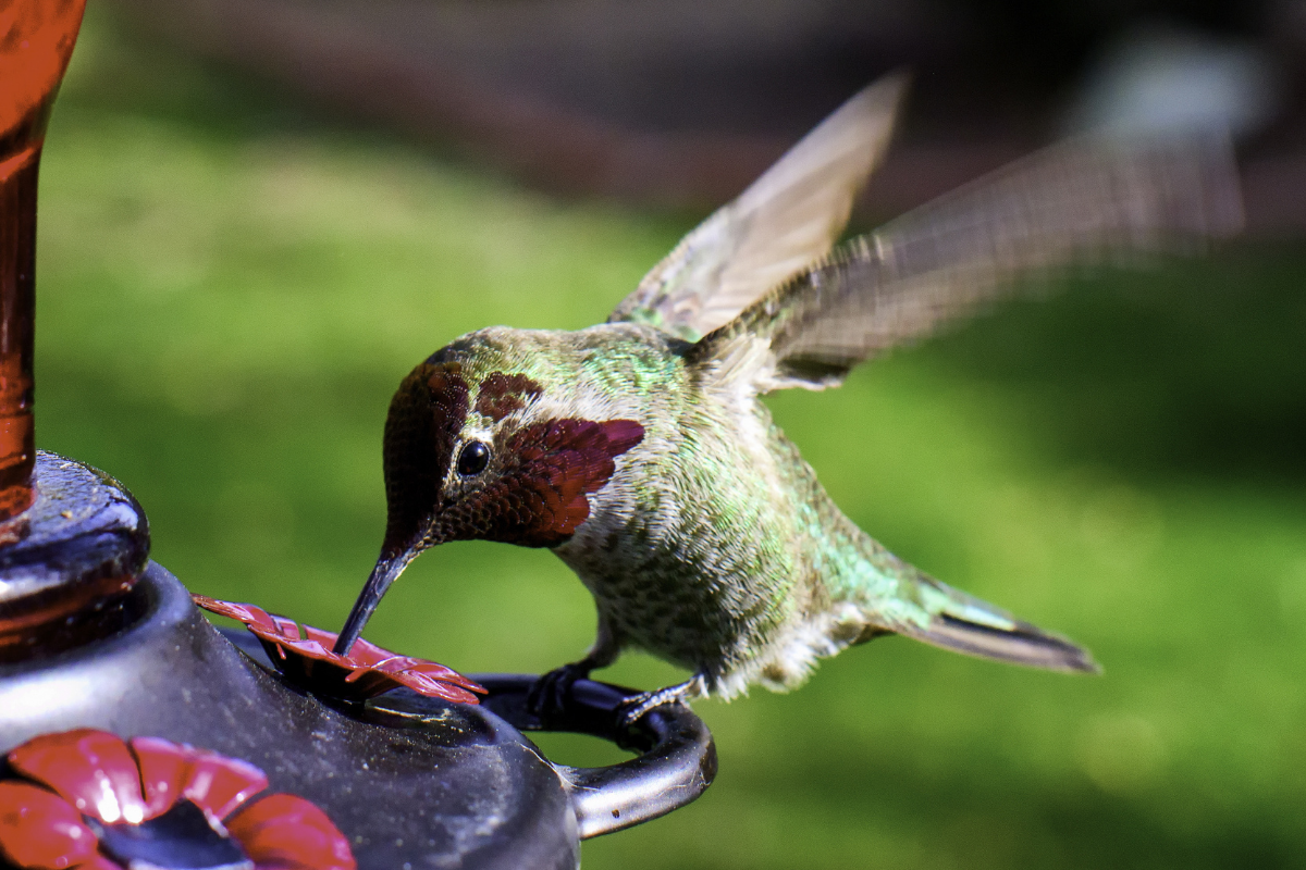 An application scenario or product detail of how often to clean hummingbird feeder - Image 14