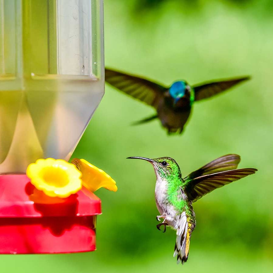 An application scenario or product detail of how often to clean hummingbird feeder - Image 19