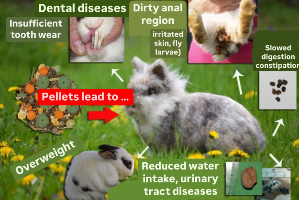 An application scenario or product detail of how often to feed a bunny - Image 16