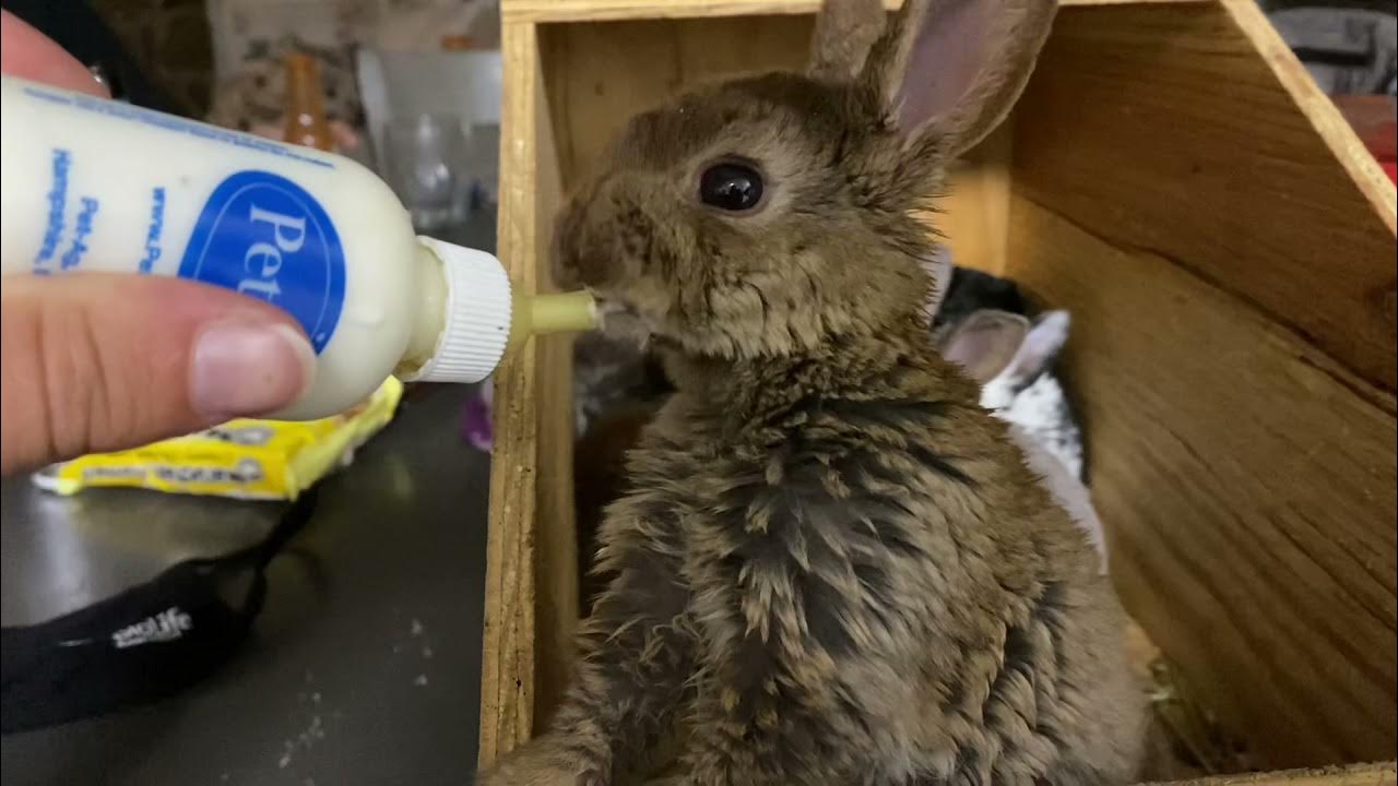 An application scenario or product detail of how often to feed a bunny - Image 21