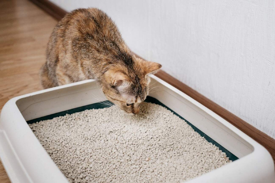 An application scenario or product detail of how often to replace kitty litter - Image 12