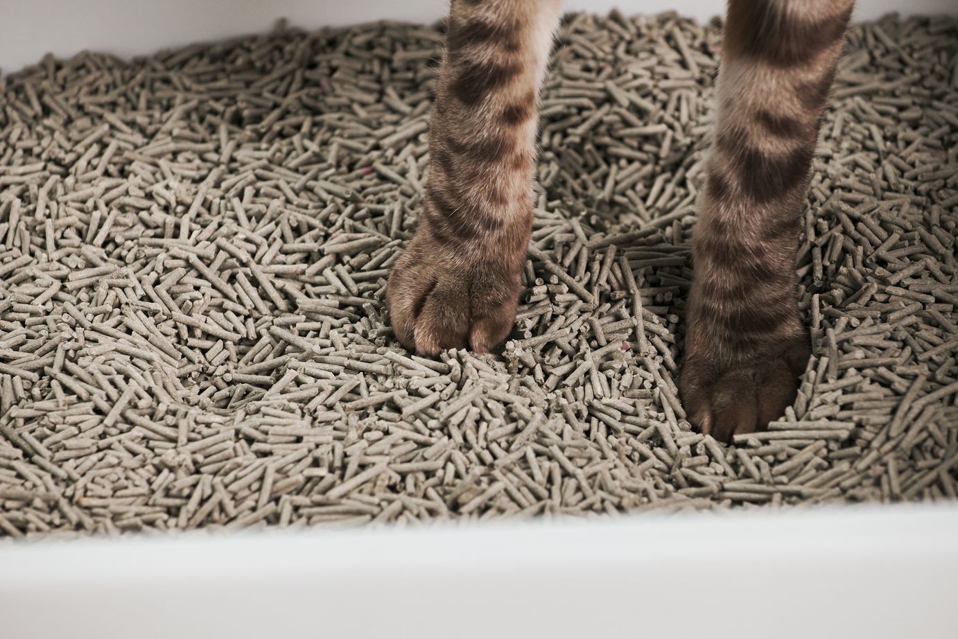 An application scenario or product detail of how often to replace kitty litter - Image 14