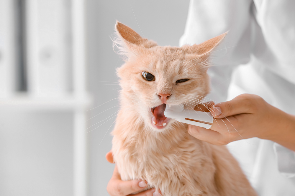 An application scenario or product detail of how to brush cats teeth - Image 11