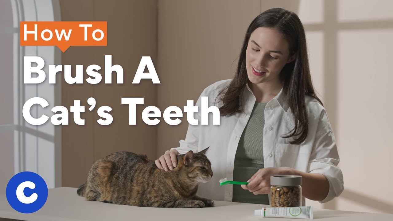 An application scenario or product detail of how to brush cats teeth - Image 18