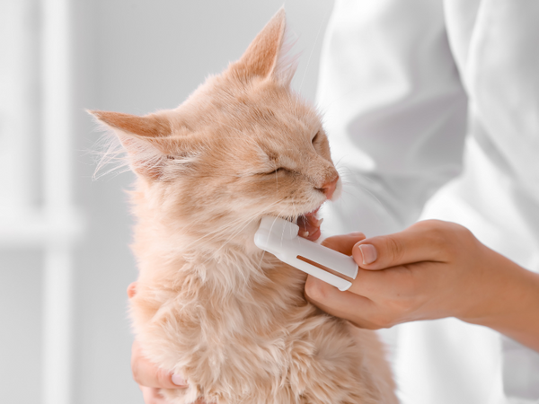 An application scenario or product detail of how to brush your cats teeth - Image 3