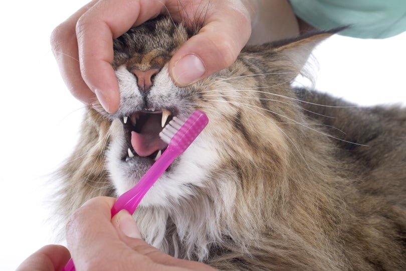 An application scenario or product detail of how to brush your cats teeth - Image 20
