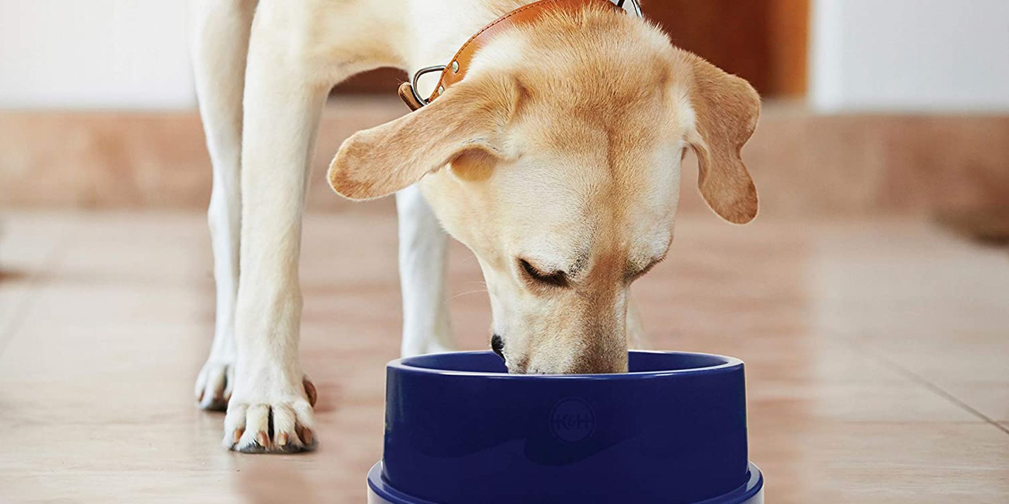 An application scenario or product detail of how to keep a dog's water bowl from freezing - Image 9