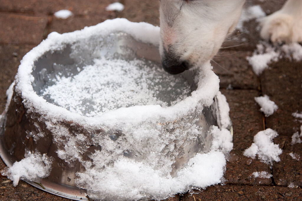Featured image for the how to keep a dog's water bowl from freezing guide