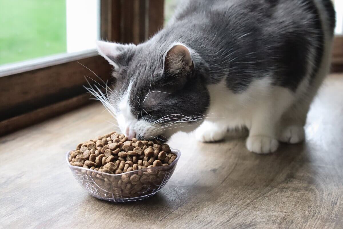 An application scenario or product detail of how to keep cat food fresh - Image 2