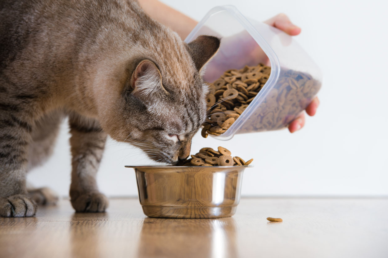 An application scenario or product detail of how to keep cat food fresh - Image 5