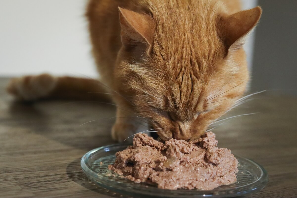 An application scenario or product detail of how to keep cat food fresh - Image 13