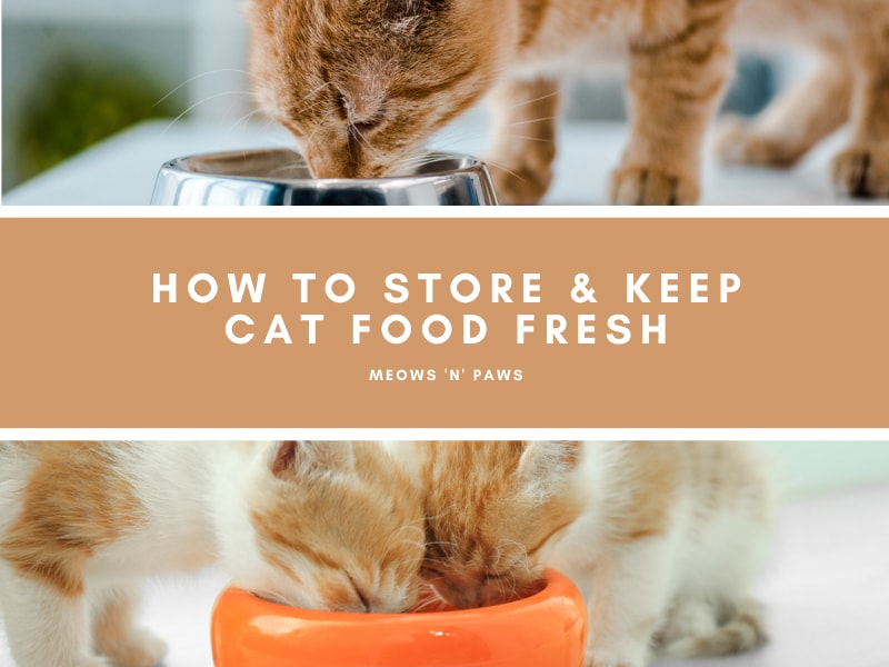 Featured image for the how to keep cat food fresh guide