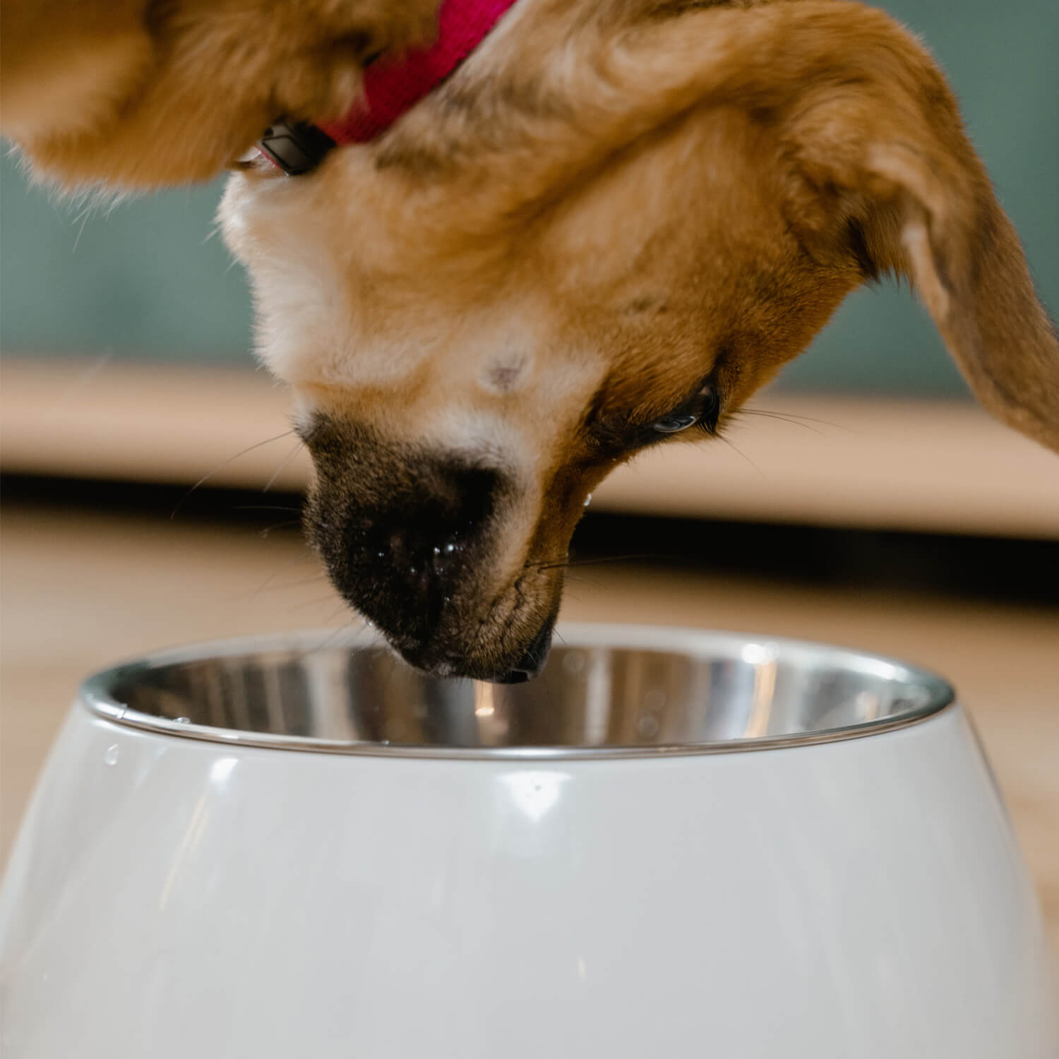 An application scenario or product detail of how to keep dog water clean - Image 4