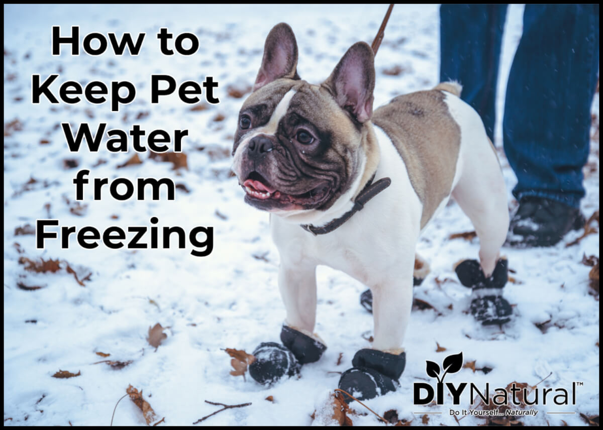 An application scenario or product detail of how to keep water from freezing in dog bowl - Image 2