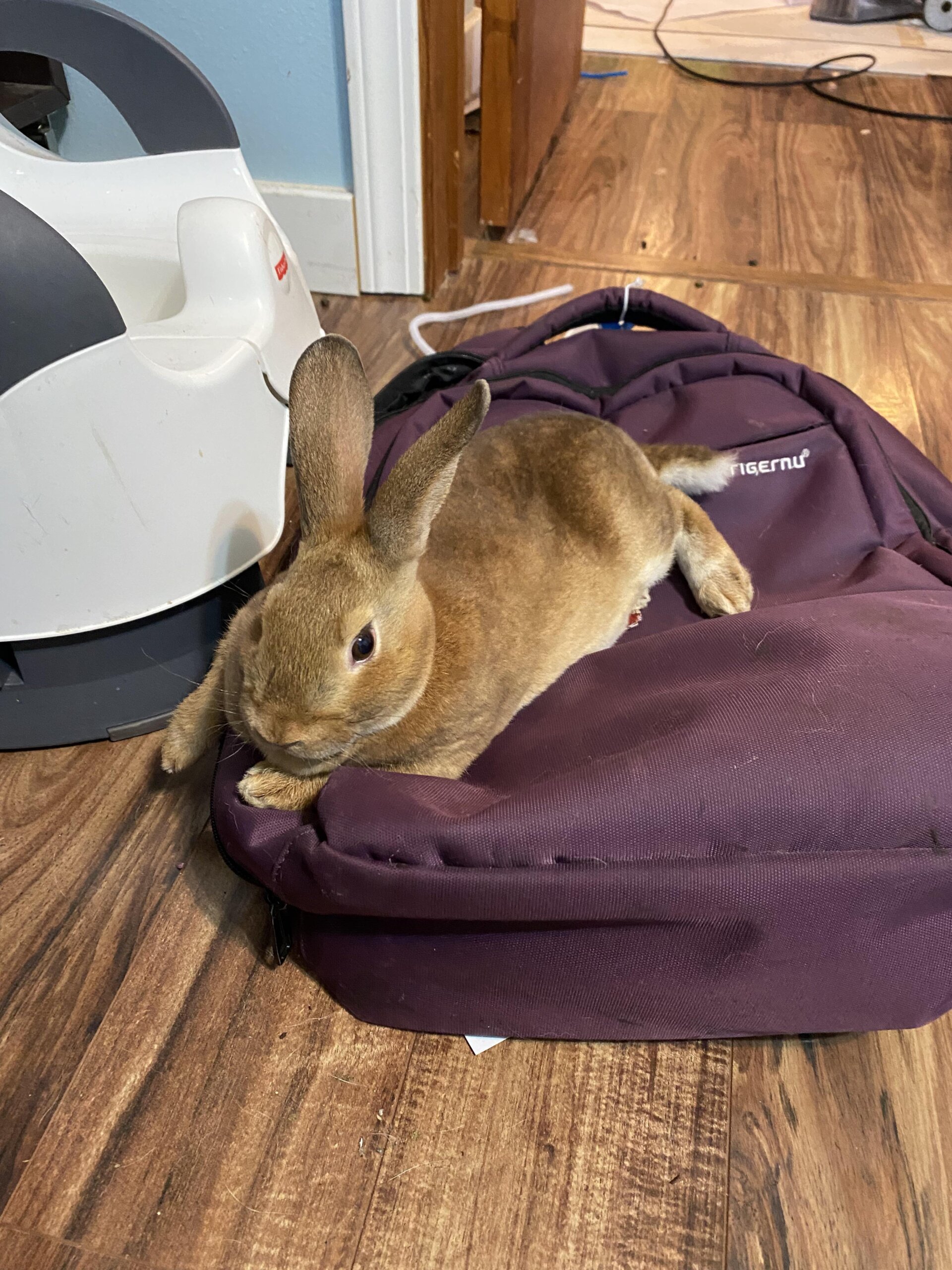 An application scenario or product detail of how to know if a rabbit is happy - Image 19