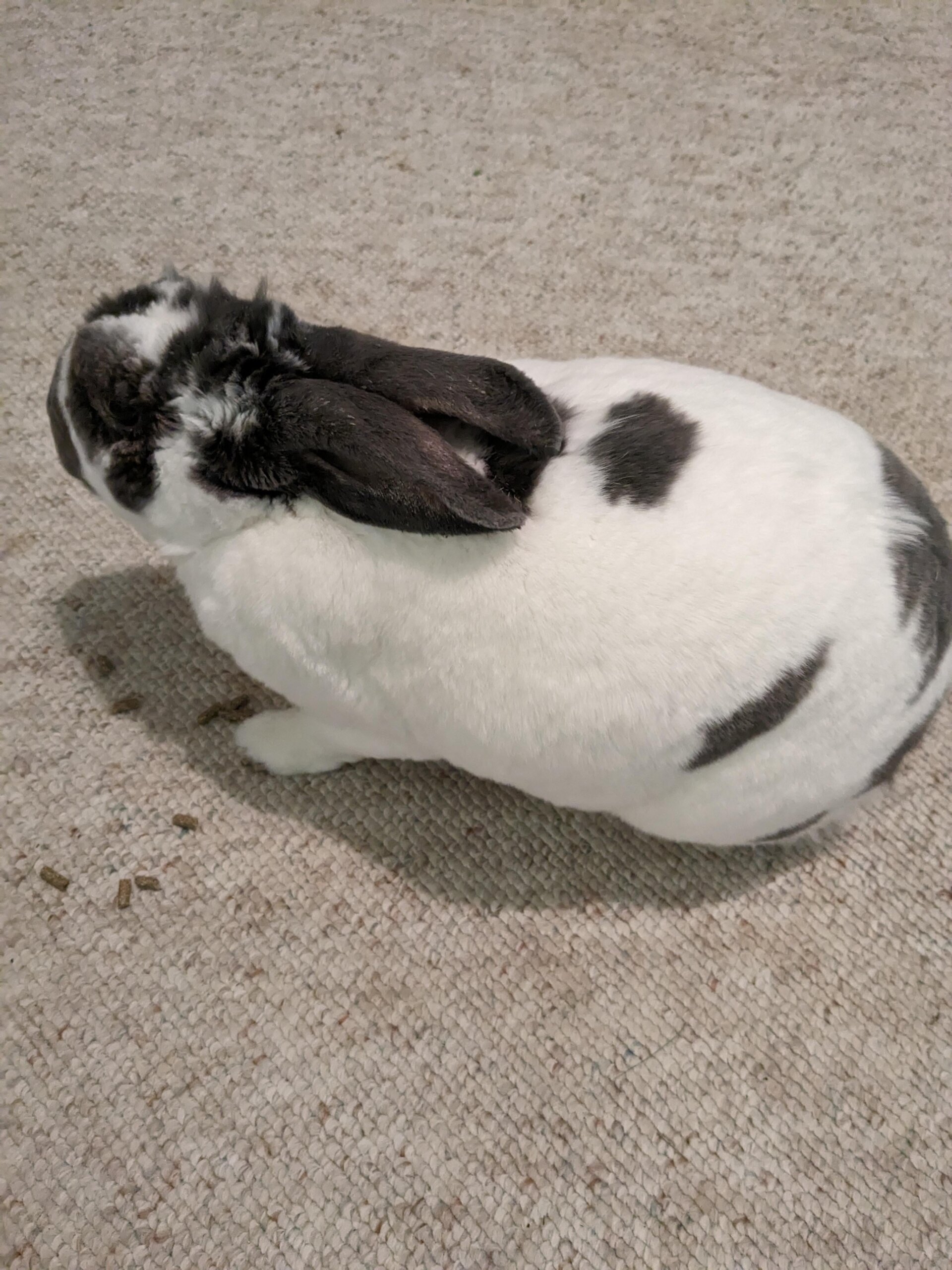 An application scenario or product detail of how to know if a rabbit is happy - Image 24