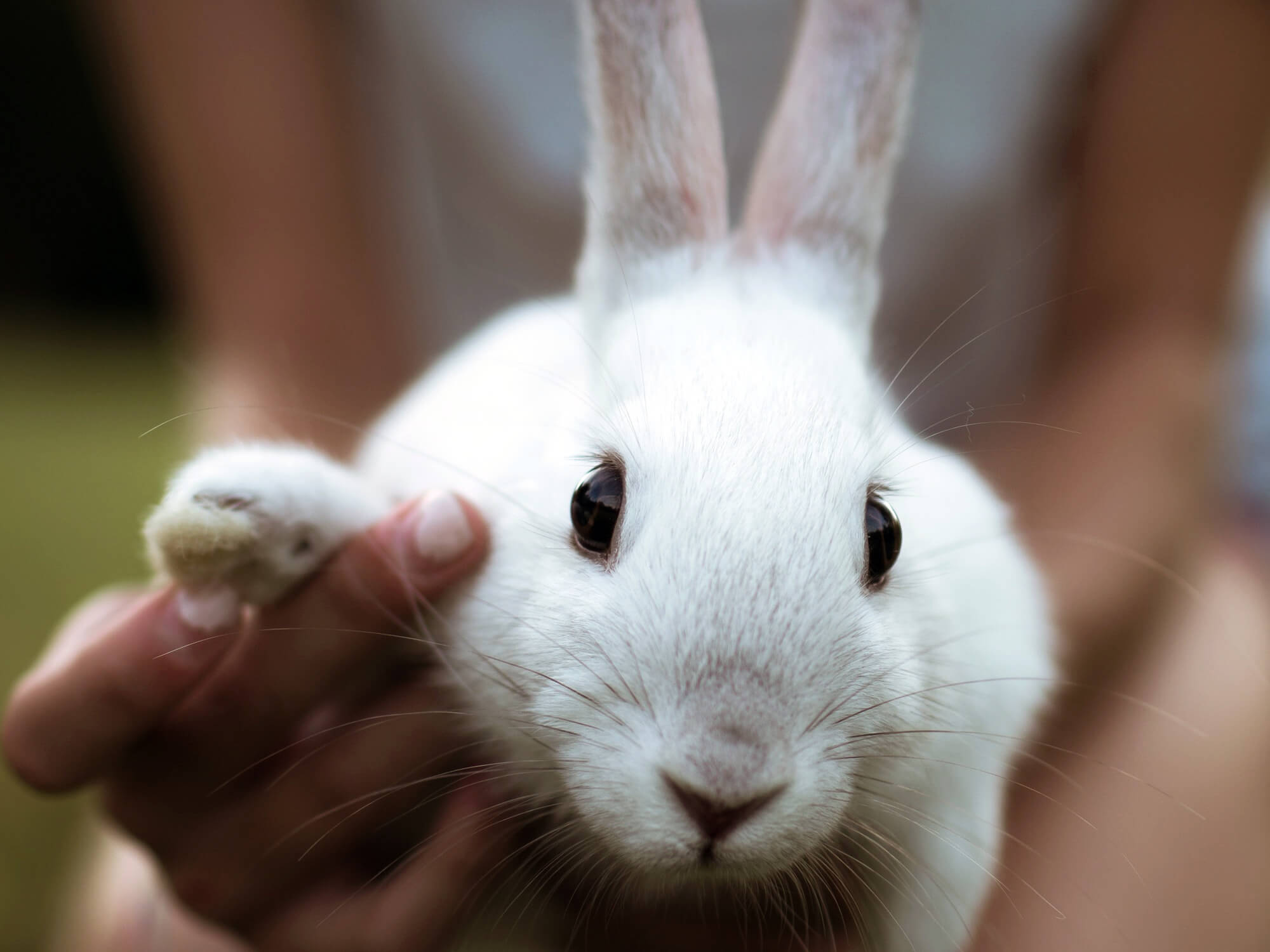 An application scenario or product detail of how to know if your rabbit is happy - Image 13