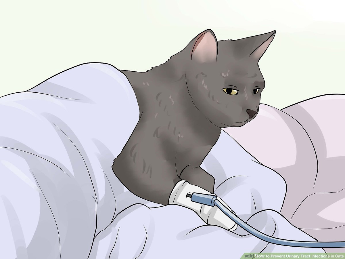 An application scenario or product detail of how to prevent bladder infections in cats - Image 4