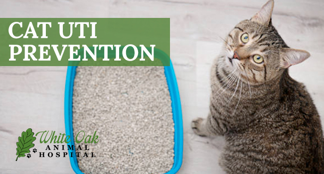 An application scenario or product detail of how to prevent cat uti - Image 2