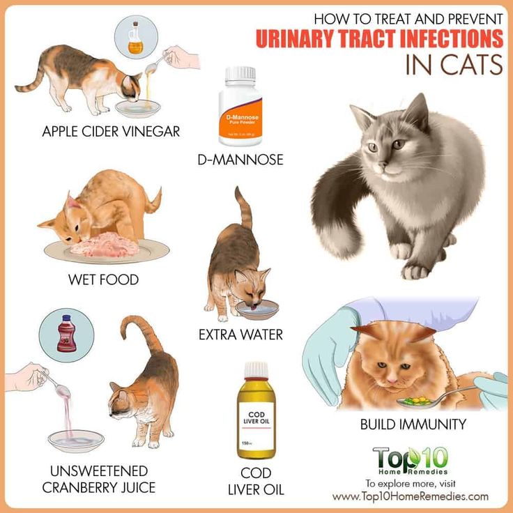 An application scenario or product detail of how to prevent cat uti - Image 13