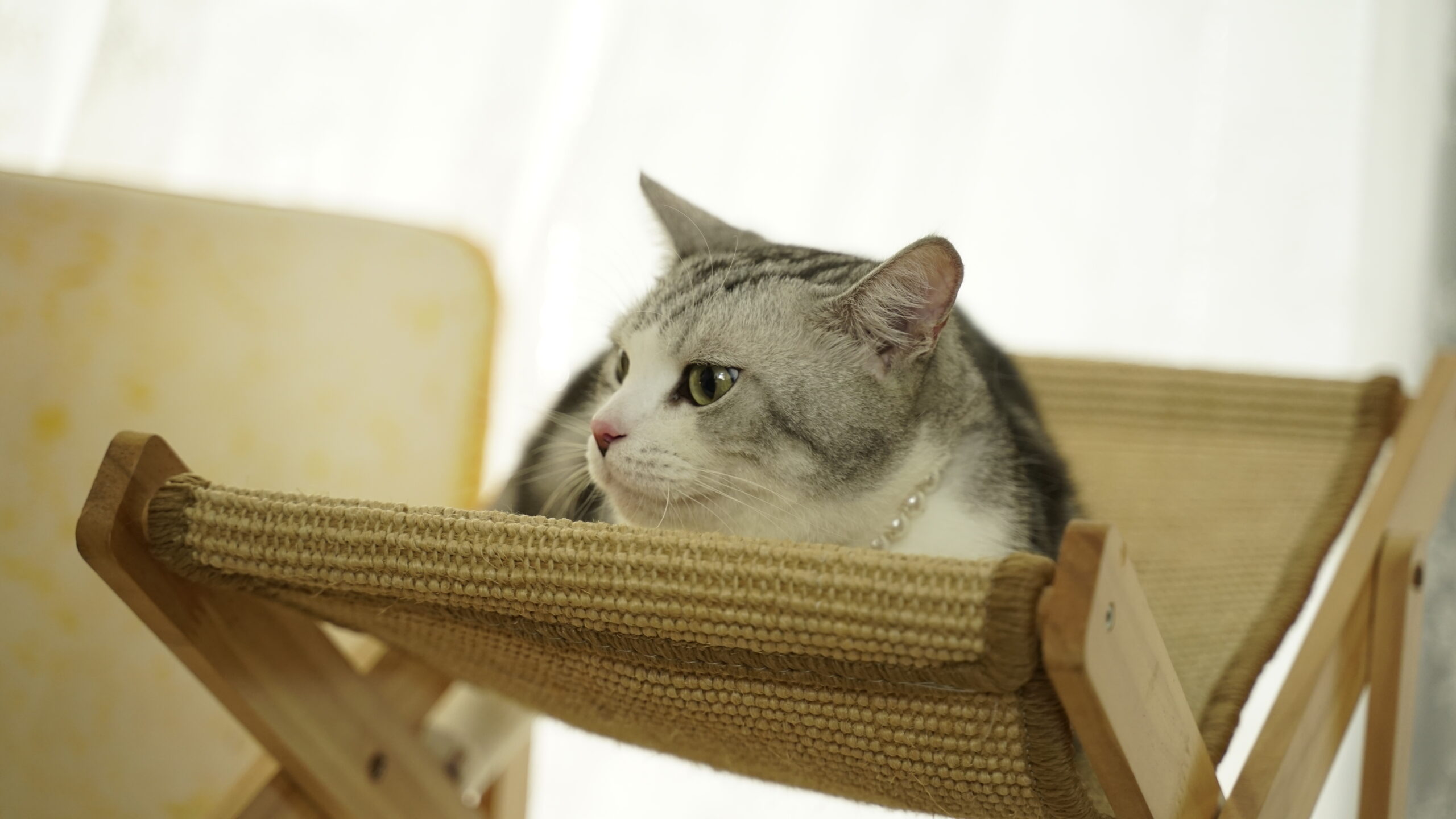 An application scenario or product detail of how to prevent cat uti - Image 17