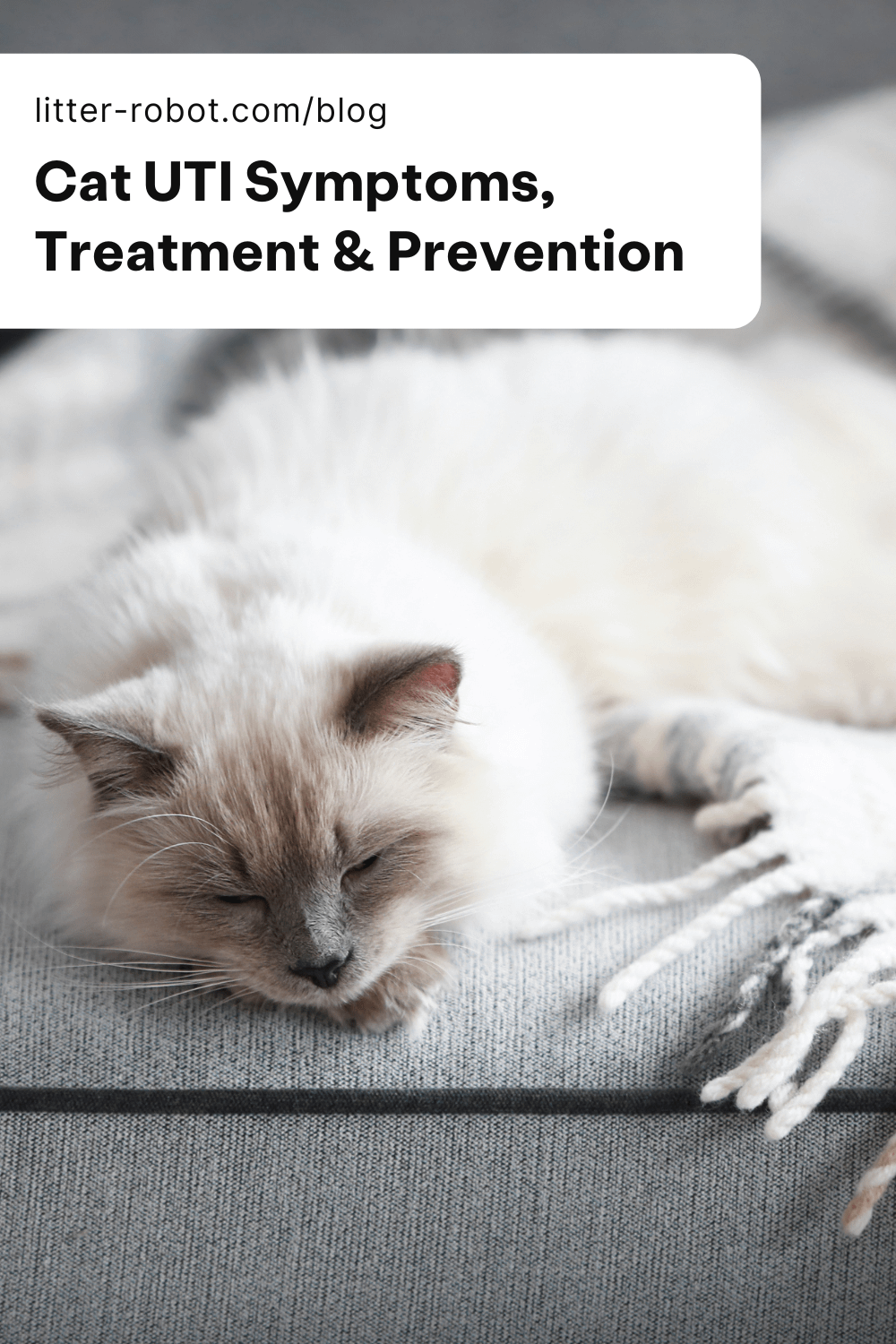 An application scenario or product detail of how to prevent cat uti - Image 19