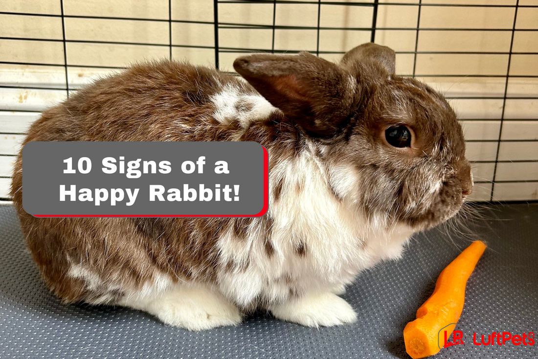 An application scenario or product detail of how to tell if a rabbit is happy - Image 11