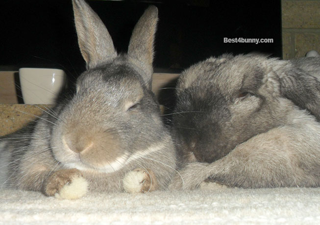 An application scenario or product detail of how to tell if your bunny is happy - Image 18