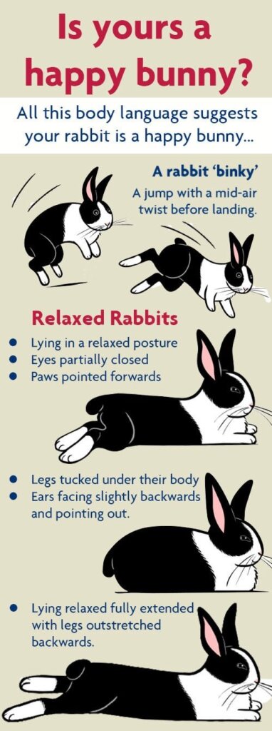 Featured image for the how to tell if your bunny is happy guide
