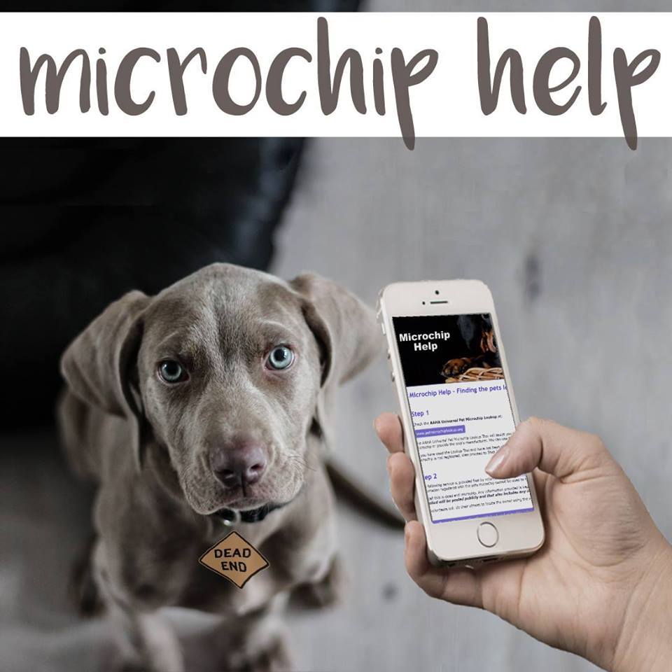 An application scenario or product detail of how to track a microchipped dog - Image 14