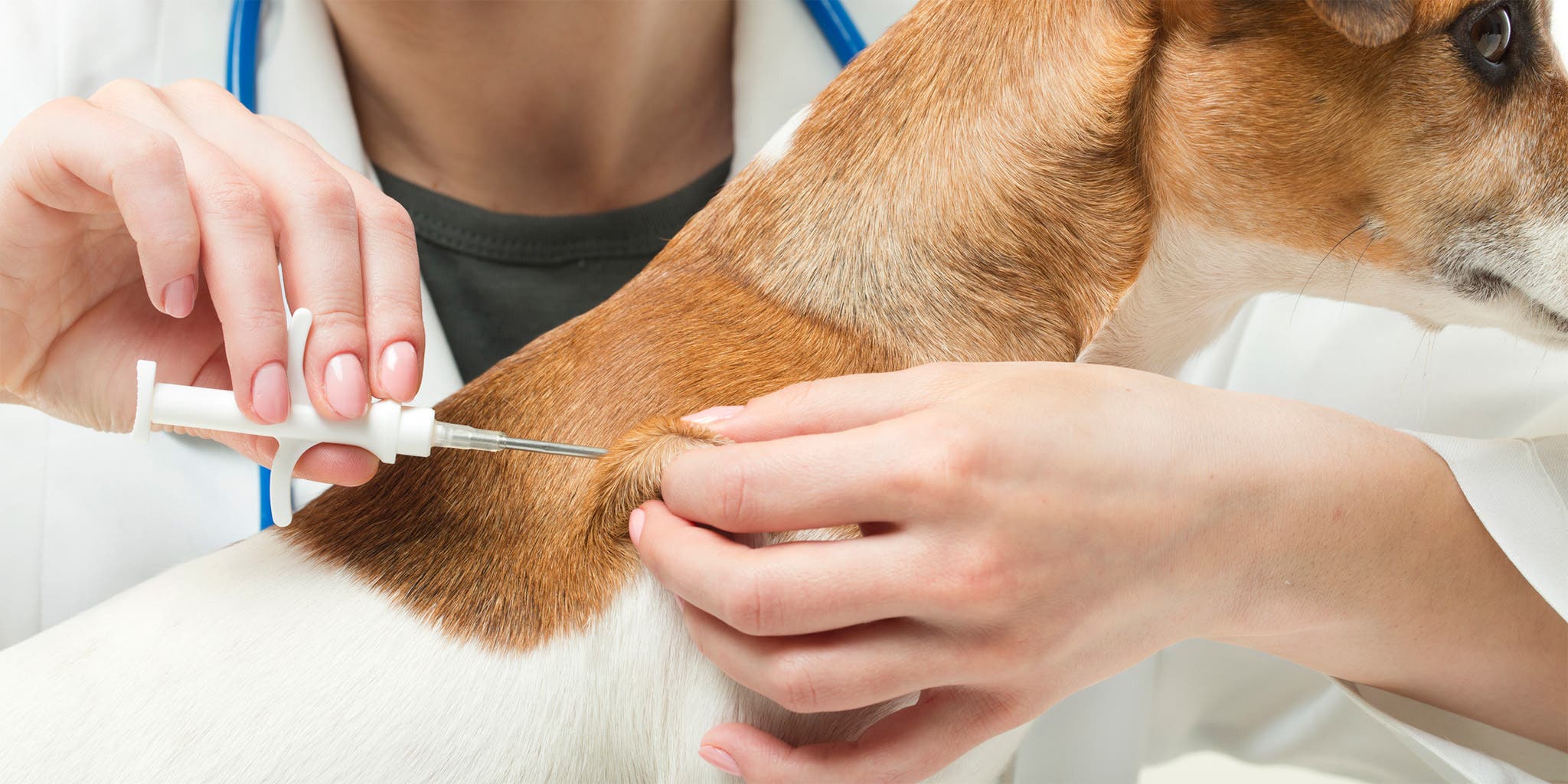 An application scenario or product detail of how to track a microchipped dog - Image 19