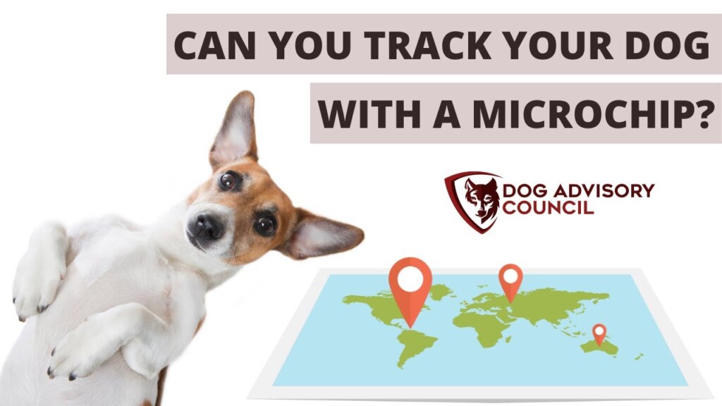 Featured image for the how to track a microchipped dog guide