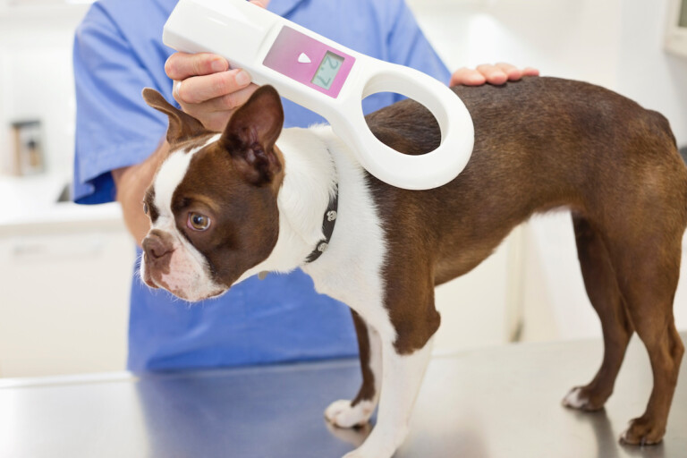 An application scenario or product detail of if your dog is chipped can you track them - Image 12