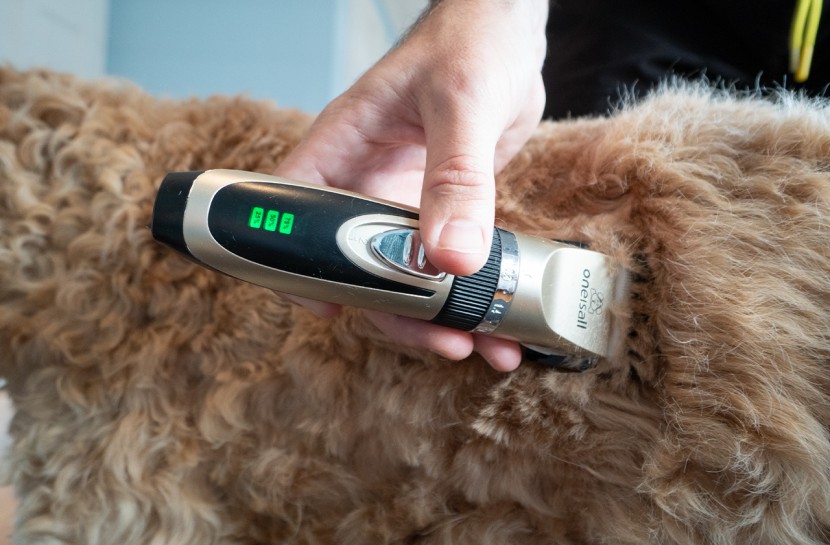 An application scenario or product detail of inexpensive dog clippers - Image 17