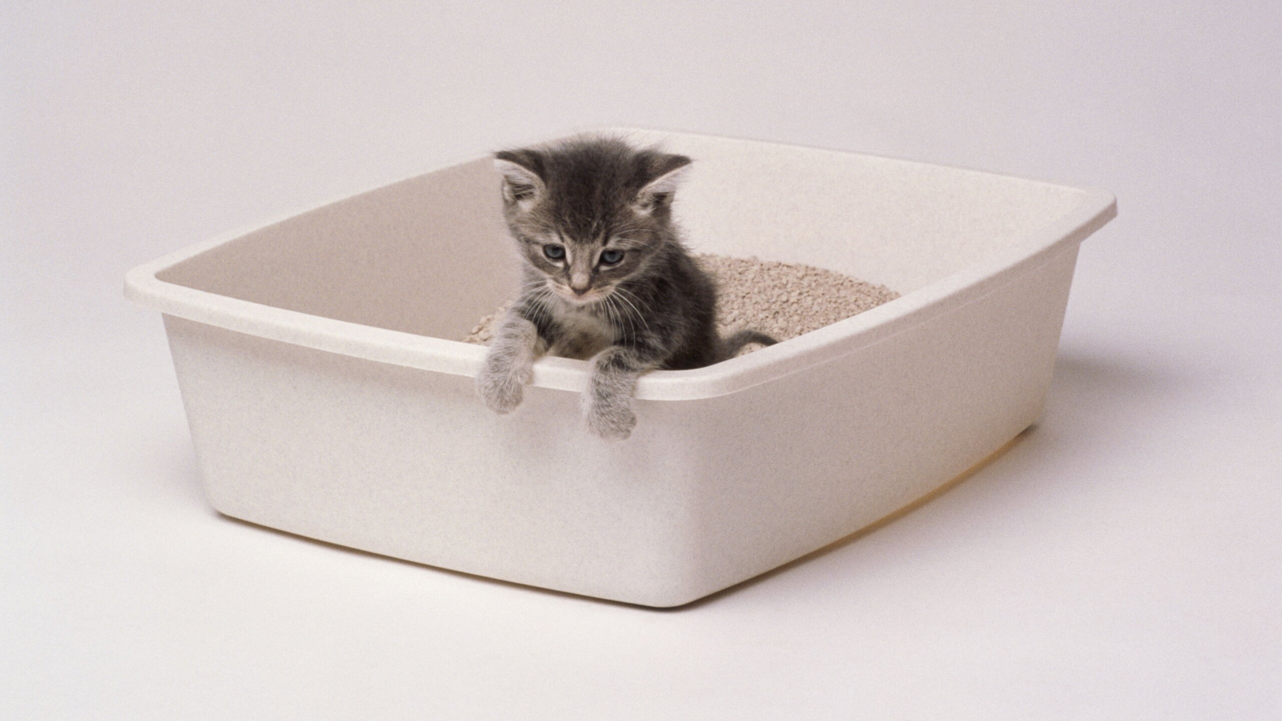 An application scenario or product detail of innovative cat litter box - Image 7
