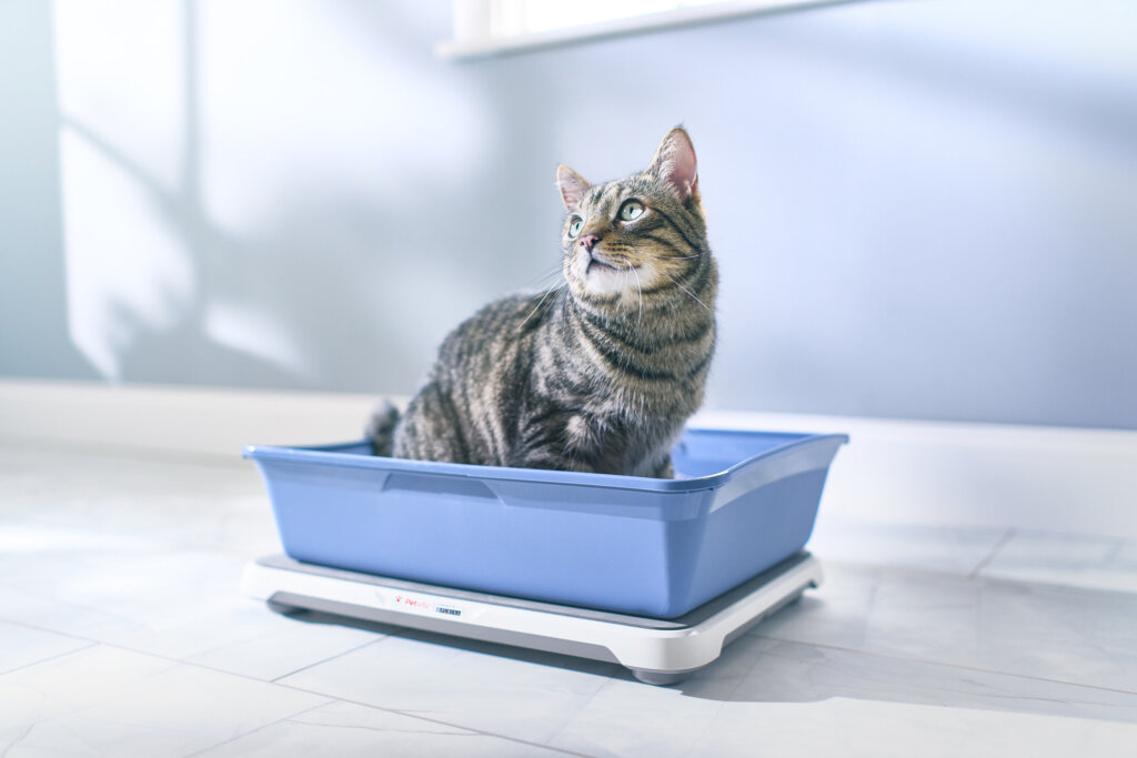 Featured image for the innovative pet products litter box guide