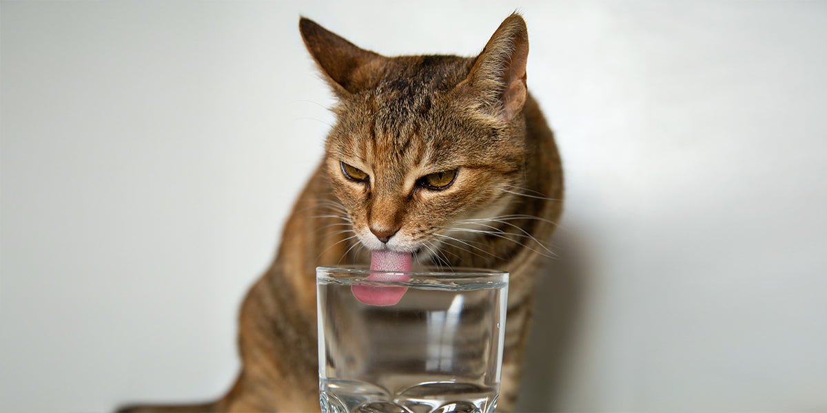 An application scenario or product detail of is cold water bad for cats - Image 2