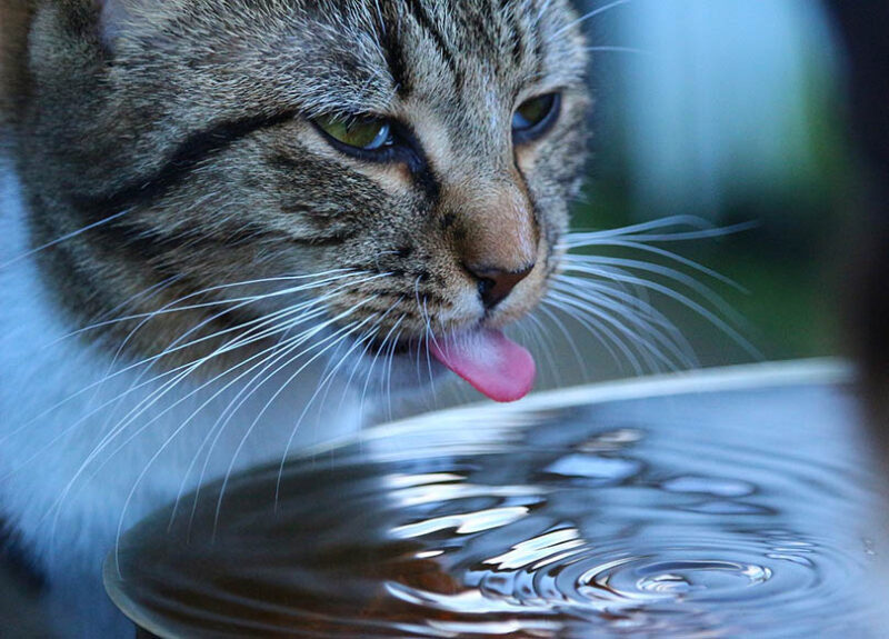 An application scenario or product detail of is cold water bad for cats - Image 4